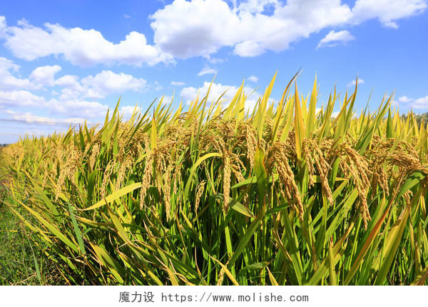 在蓝天白云下稻田里成熟的米